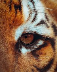 Tiger's eye healing properties